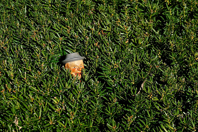 Head in a Bush