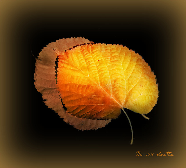 Basswood leaves II