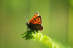 small copper on young fern