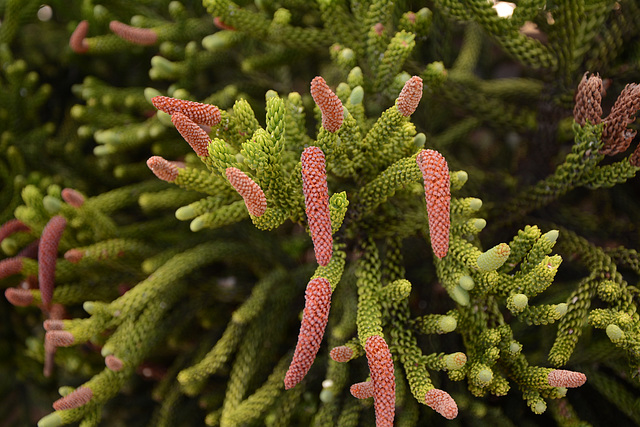 Buenos Aires, Young Cones of Araucaria