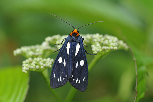 Macrobrochis gigas (Walker, 1854)