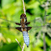 Broad-bodied Chaser-DSA 6697
