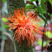IMG 4462 BROWNEA SP Botanical garden -Hilo- Big island -Pepeekeo