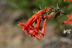 Scarlet Gilia