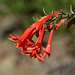 Scarlet Gilia