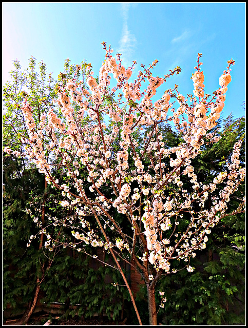 Cerezo en flor.