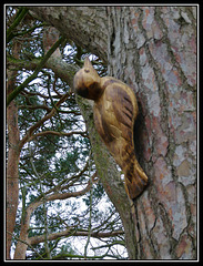 Wood woodpecker