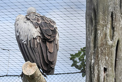 20190901 5601CPw [D~VR] Weißrückengeier, Vogelpark Marlow