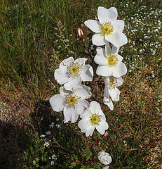 20200521 7606CPw [D~MI] Bibernell-Rose (Rosa spinosissima), Hille