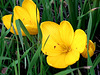 Crocus