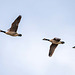 Canada geese