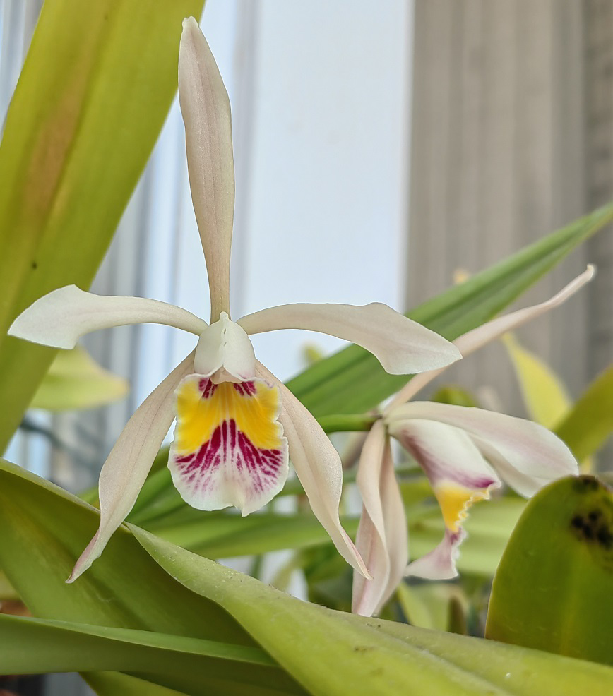 Cattleya iricolor