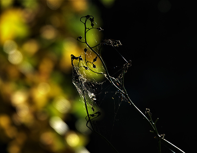 Delicate Webs And Tender Light