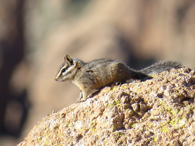 Cliff Chipmunk