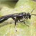 IMG 0943 Wasp