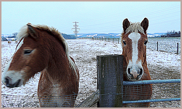 Snow horses