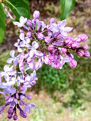 Lovely  Spring Blossom.