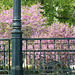 Ironwork and Flowering Trees (HFF) Ironwork and Flowering Trees (HFF)