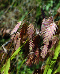 Graminée rustique , l'avoine sauvage .