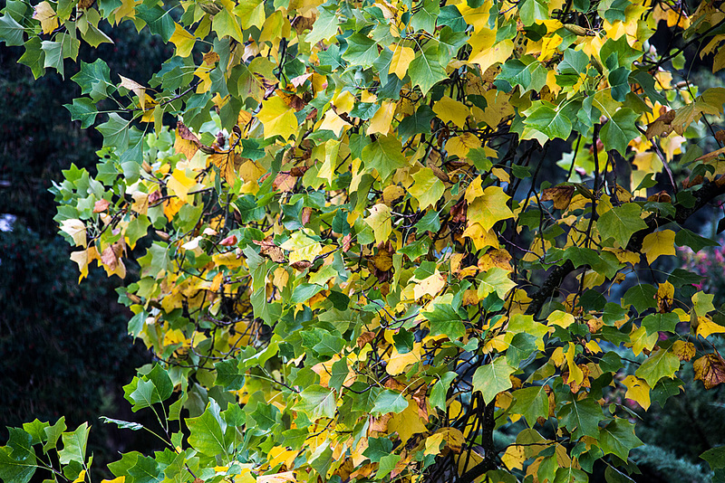 20141008 5636VRAw [D~RI] Tulpenbaum (Liriodendron tulipifera) Herbstlaub, Rinteln