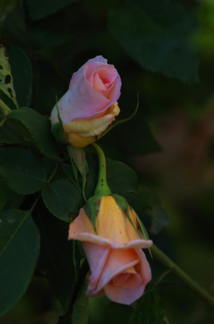 les roses de mon jardin