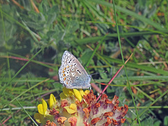 Common Blue