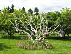 un bel arbre en fleurs un bel arbre en fleurs