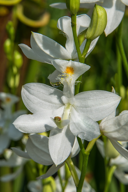 Calopogon tuberosus forma albiflorus (Common Grass-pink orchid - white form)