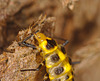 Ladybird Larva IMG_2439