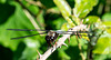 Broad-bodied Chaser-DSA 6705