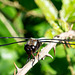 Broad-bodied Chaser-DSA 6705