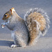 Squirrel Eating 05