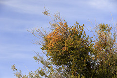 Desert Mistletoe