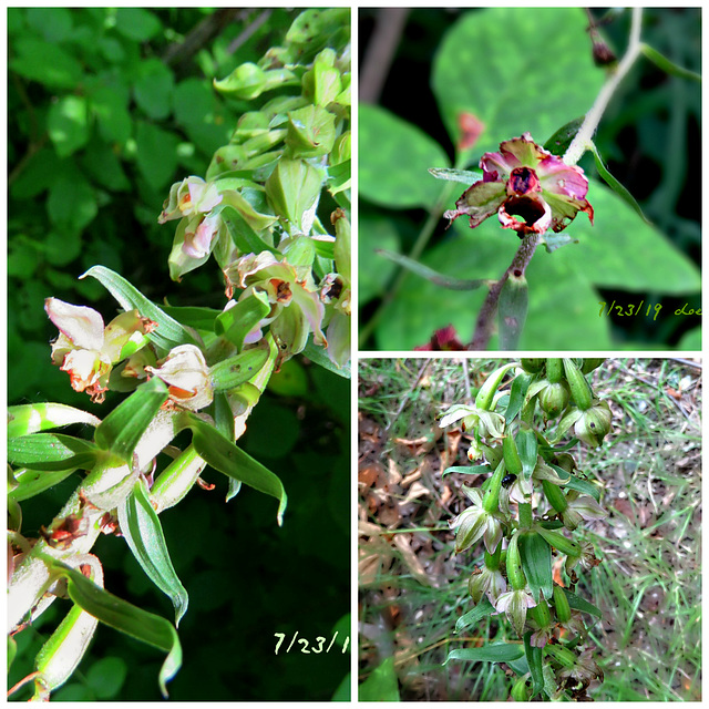 Helleborine Orchid (Epipactis helleborine)