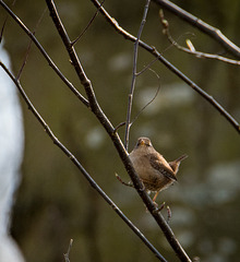 Wren