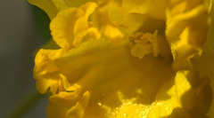 Daffodil 6