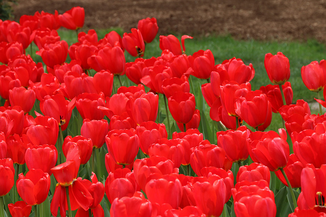 Red tulips