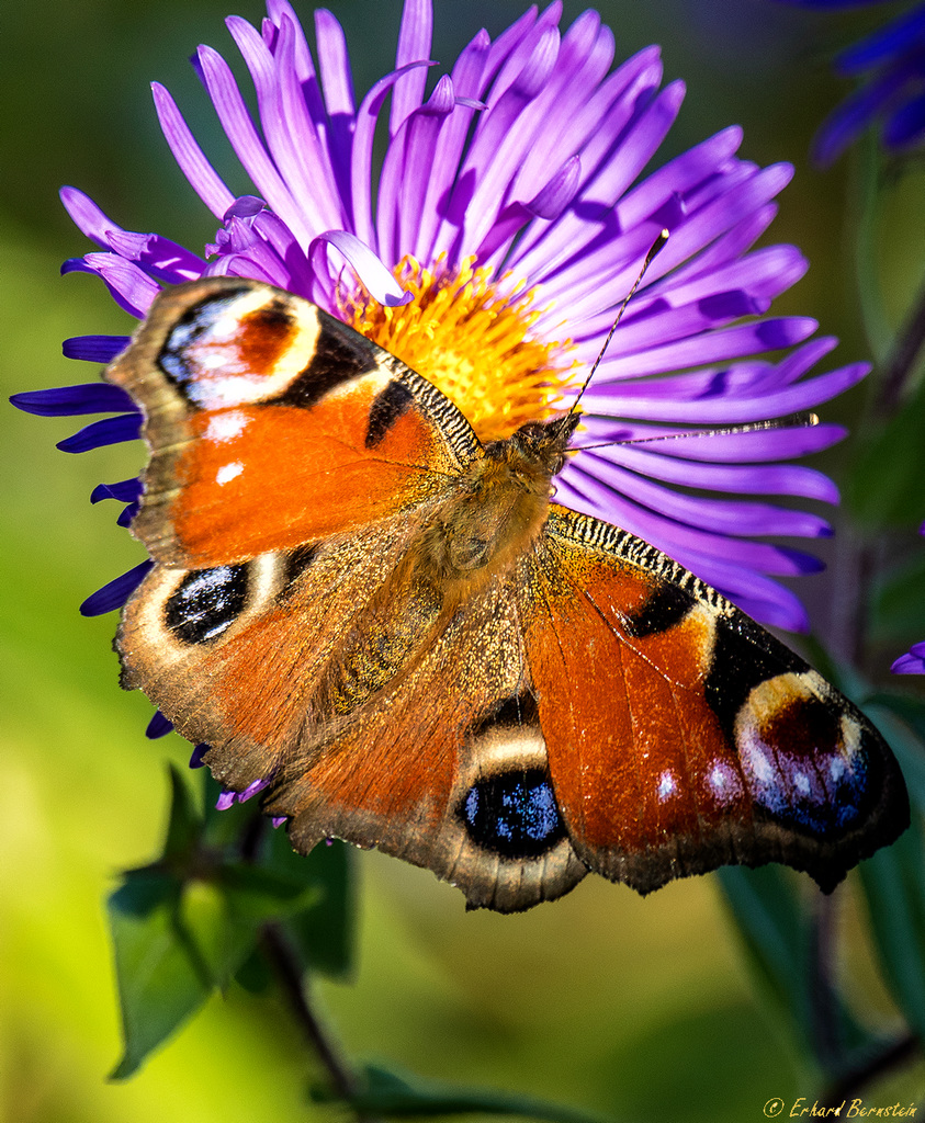 Im Herbst sind Pfauenaugen Pflicht!