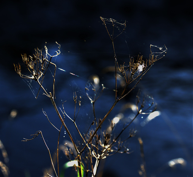 Delicate Webs And Tender Light