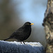 Winter Blackbird