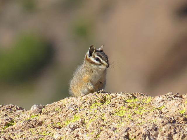 Cliff Chipmunk