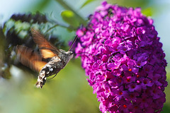 Das Taubenschwänzchen: Der Kolibri, der ein Schmetterling ist - The Hummingbird Moth: the humminbird which is a butterfly - Video