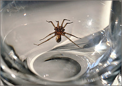 Spider as Marco Polo