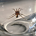 Spider as Marco Polo
