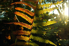 Rechts Sommer, links Herbst:-)