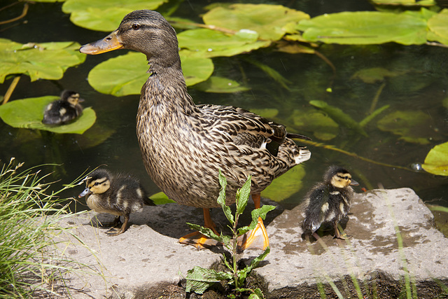 Proud Mum