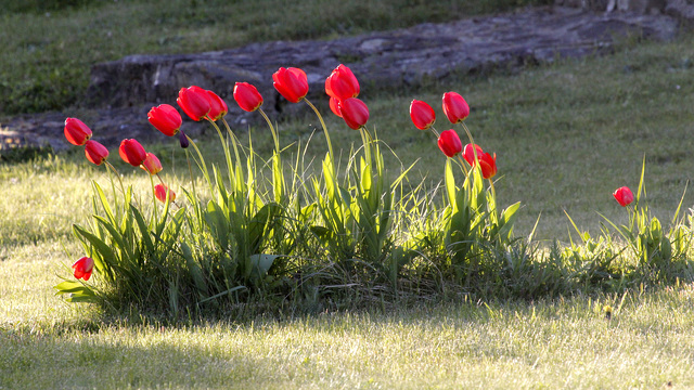 Coup de vent sur la tulipe