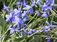 Frühlings-Blau