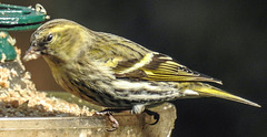 20180330 3288CPw [D~LIP] Erlenzeisig (Carduelis spinus), Bad Salzuflen