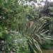 Deutzia Rosa in foreground